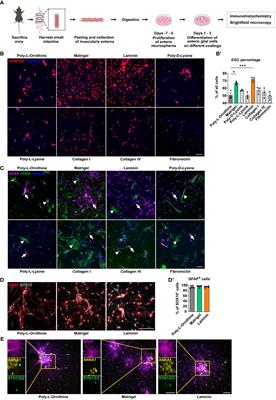 Extracellular matrix substrates differentially influence enteric glial cell homeostasis and immune reactivity
